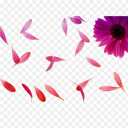 粉菊花瓣图片素材