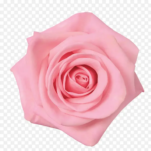 浅粉色玫瑰花