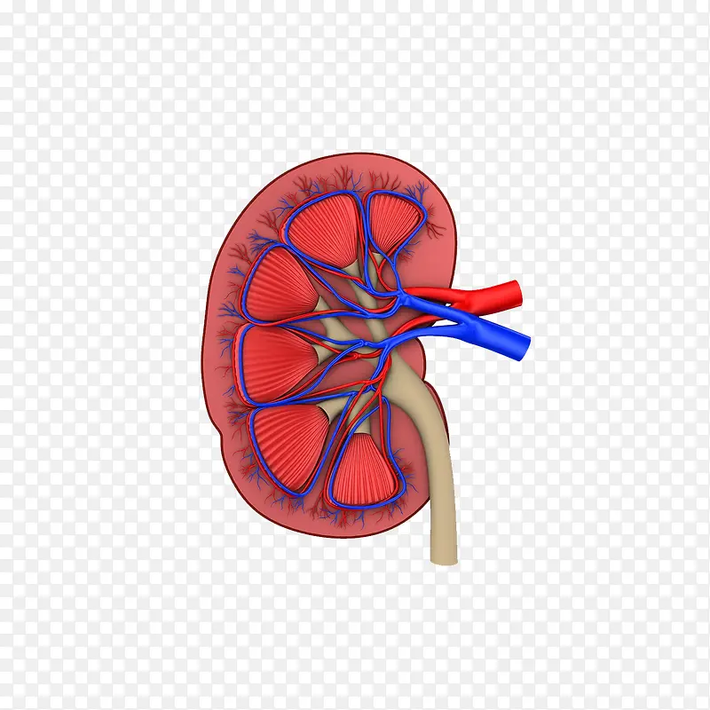 器官切面模型