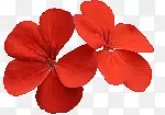 红花朵红色花叶花瓣