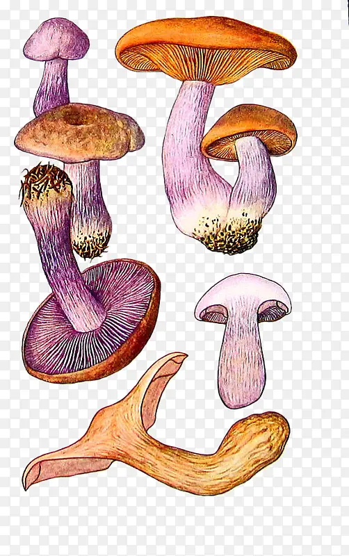 卡通手绘大小蘑菇