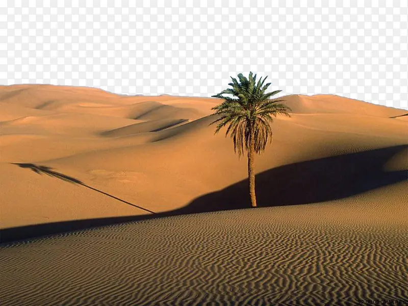 沙漠里的树
