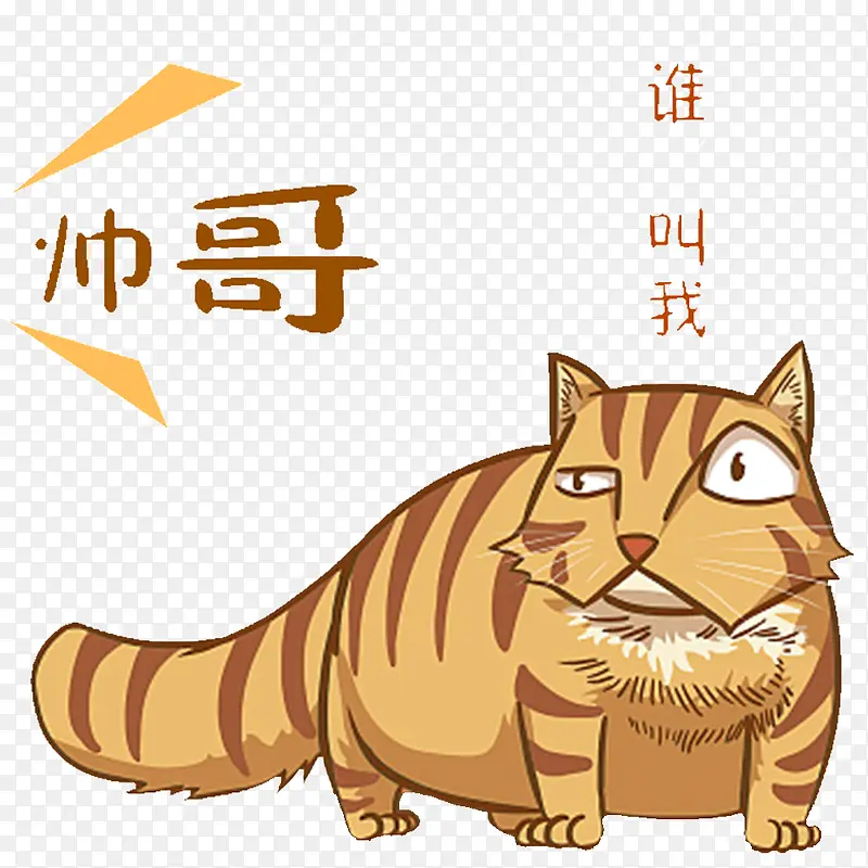 自恋的小花猫