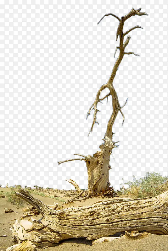 沙漠枯树枝