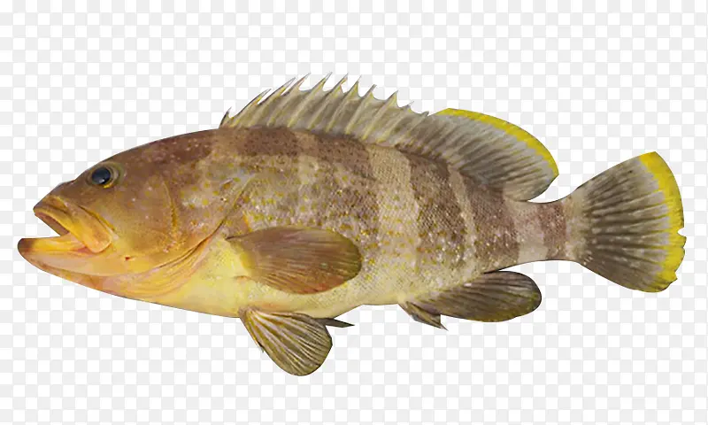 浅黄色斑鱼