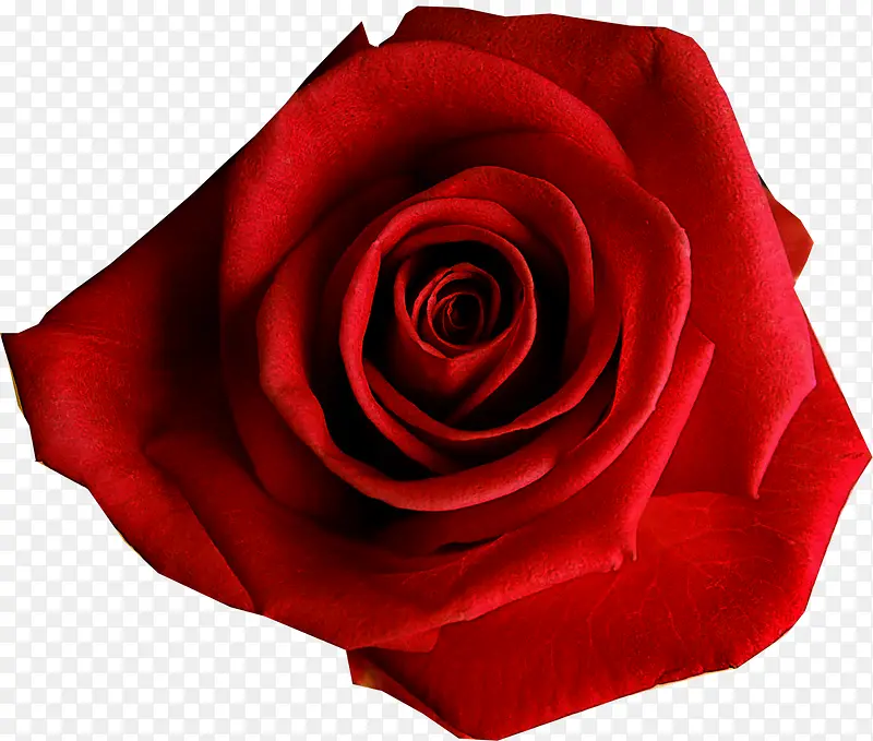 大红色玫瑰