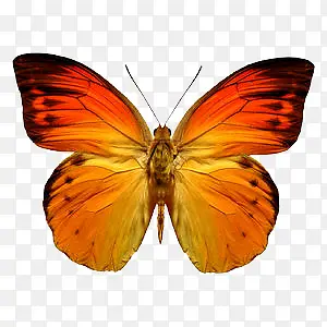 蝴蝶黄色蝴蝶展开翅膀的蝴蝶