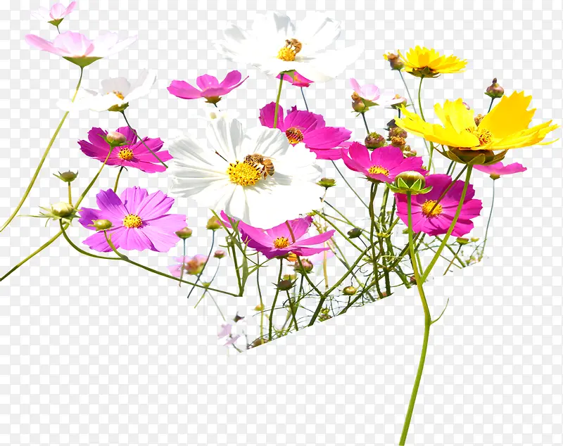 彩色野外花朵装饰草原