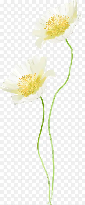 植物白色花朵花心效果