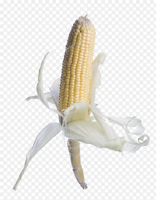 玉米素材 玉米叶