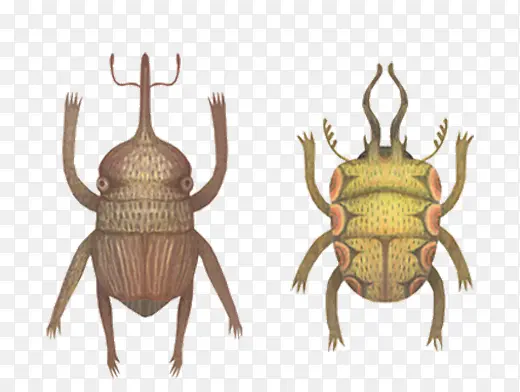 昆虫甲壳虫