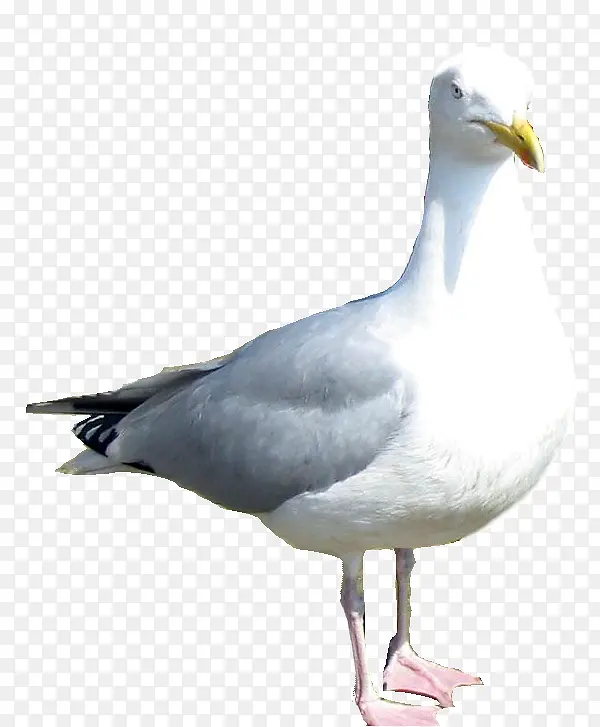 白色海鸟