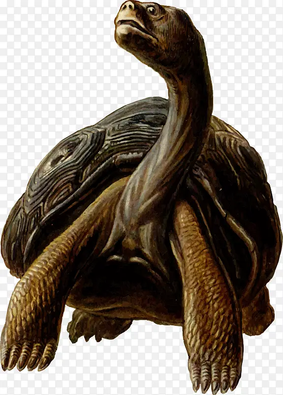 长脖子乌龟