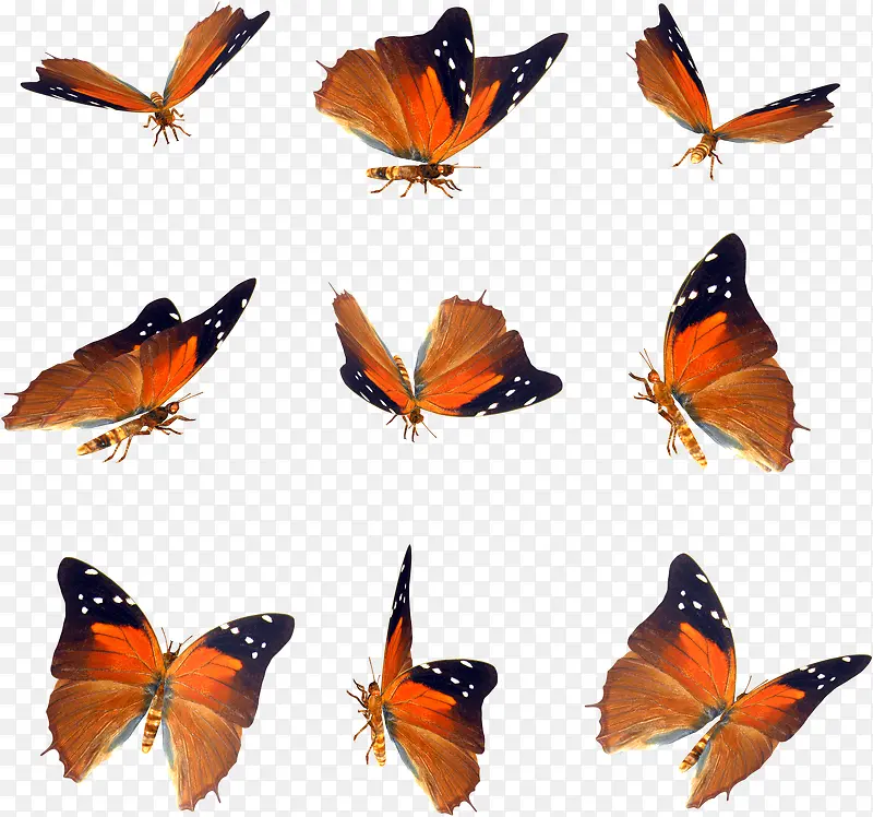 橙色翅膀蝴蝶合集