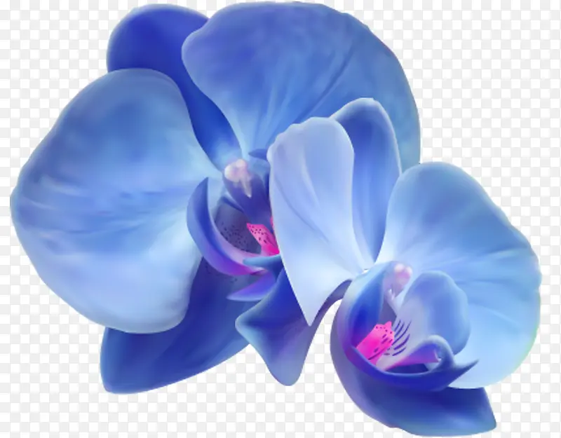 蓝紫花瓣