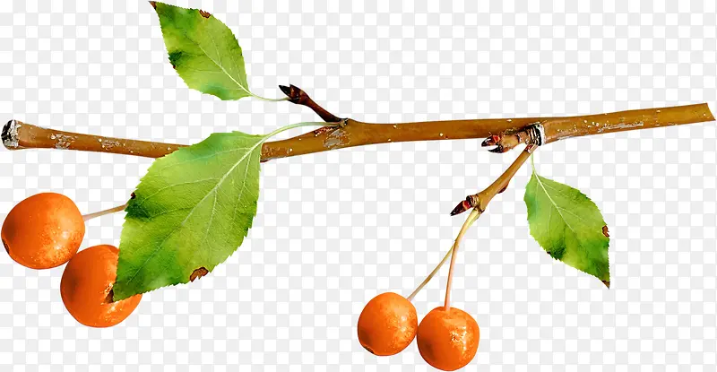 脐橙果枝