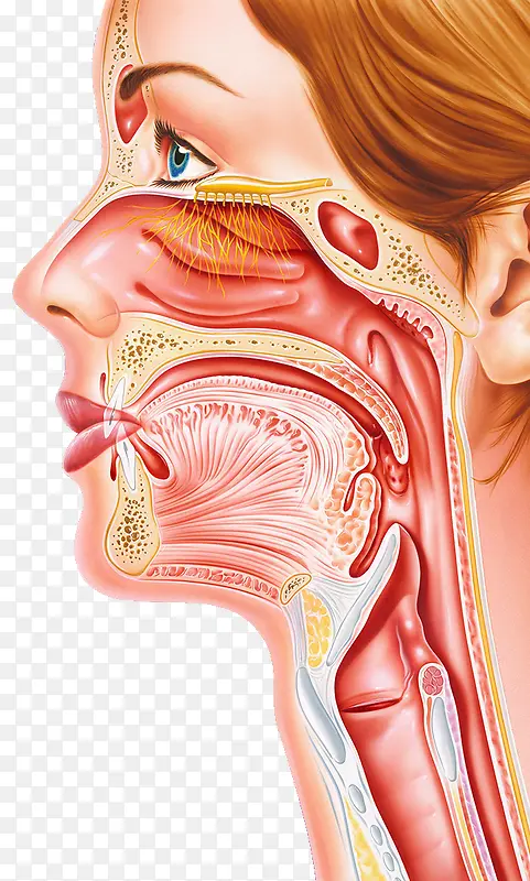 人体鼻腔气管器官