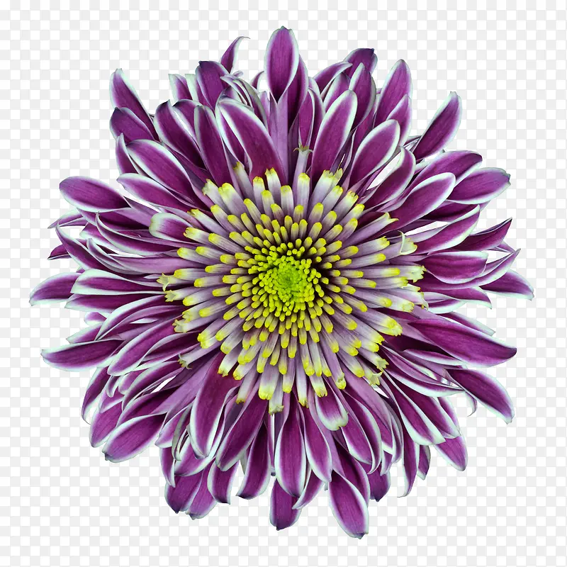 抽象鲜花图片手绘花朵素材 紫色