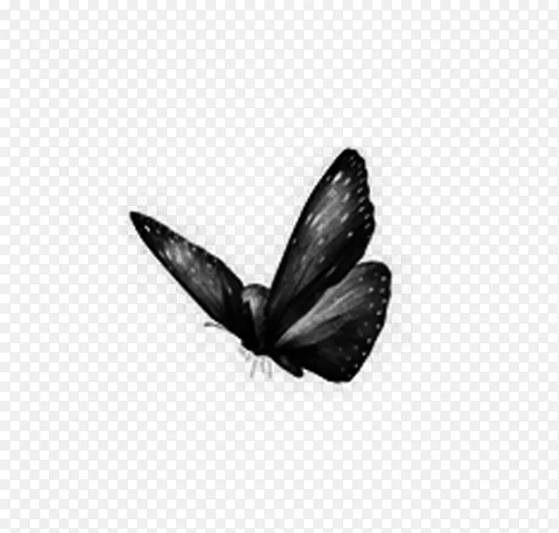 动物 手绘黑白 蝴蝶