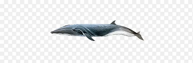 黑白鲸鱼