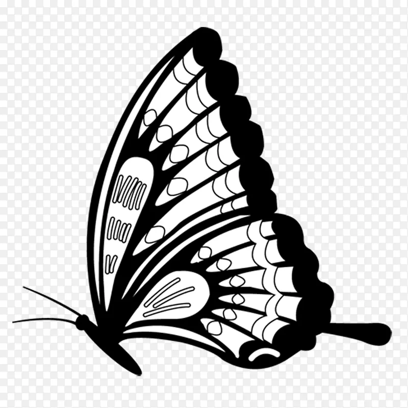 黑白相间线条蝴蝶