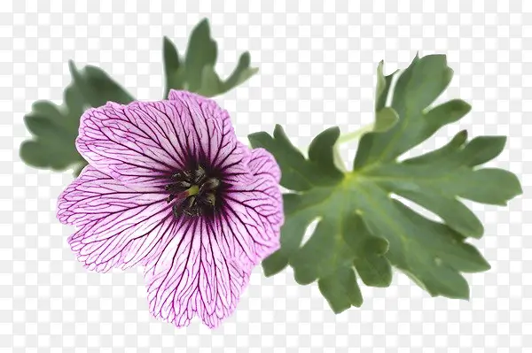 浅紫色天竺葵花