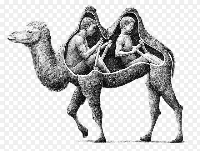 创意插画-骆驼