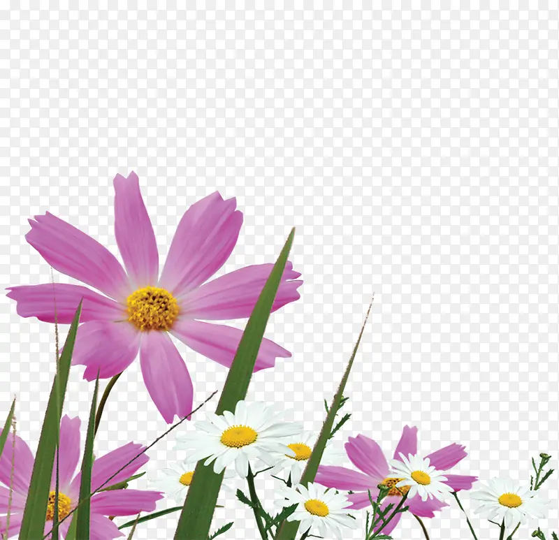 紫色郊外田野花朵