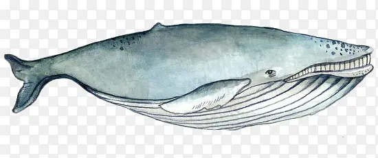 手绘海洋大型动物蓝鲸