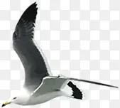 翱翔空中的海鸥