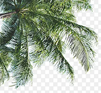 海滩椰树仰视图