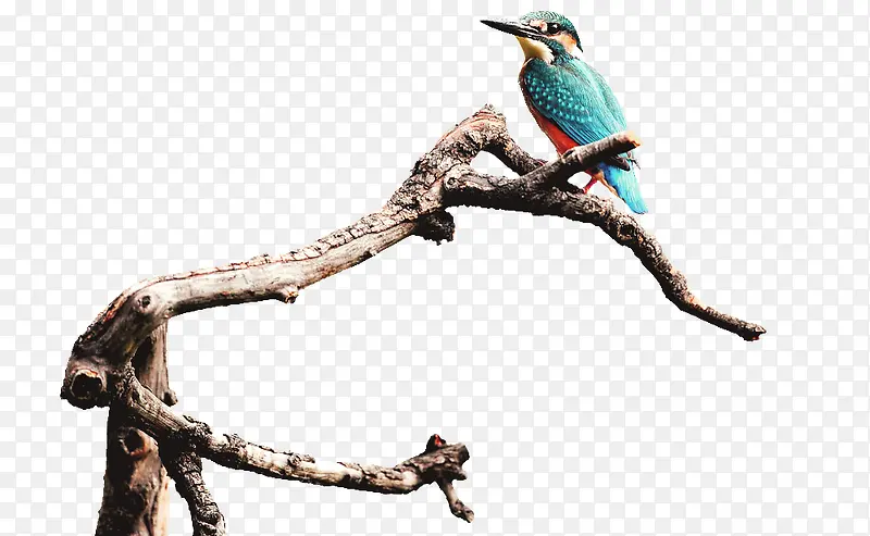 蓝鸟停在树枝上