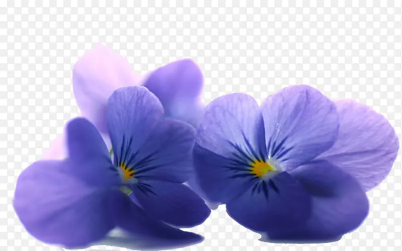 紫花两三朵