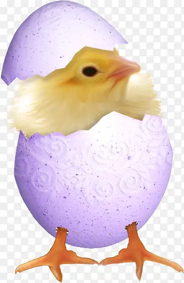 紫色蛋壳小鸡