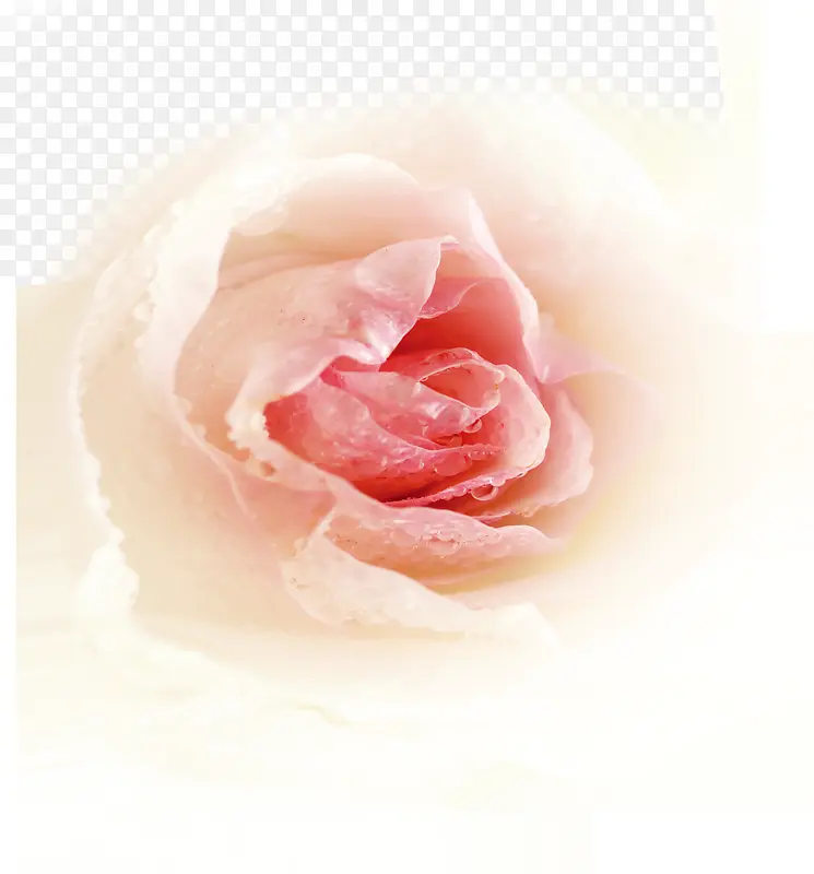 创意合成情人节海报元素玫瑰花