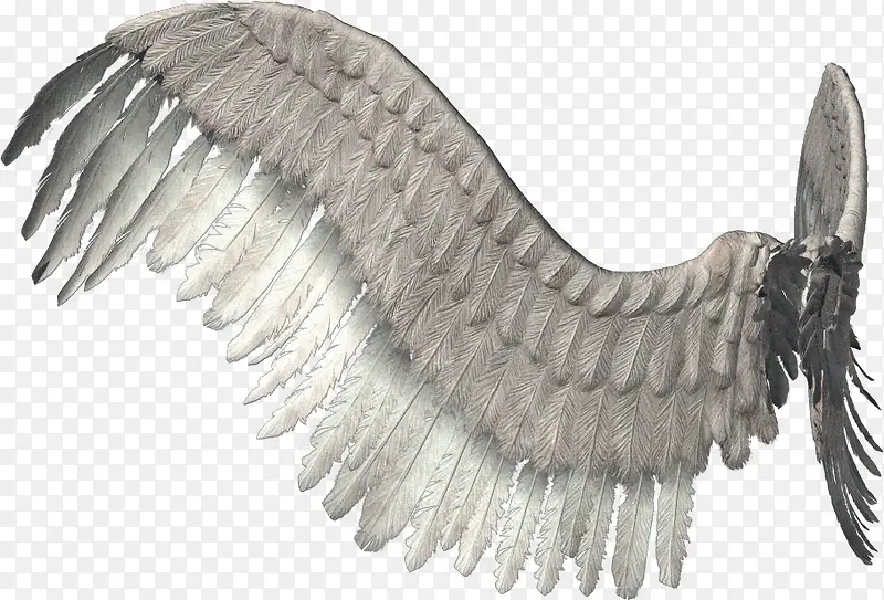 灰白翅膀