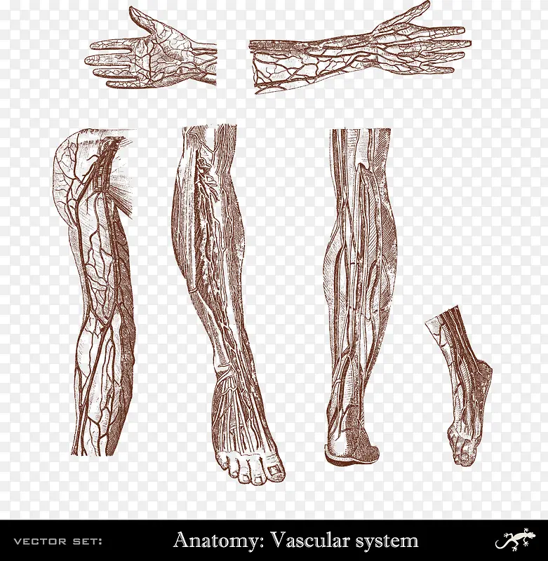 人体手臂腿手脚血管系统分布