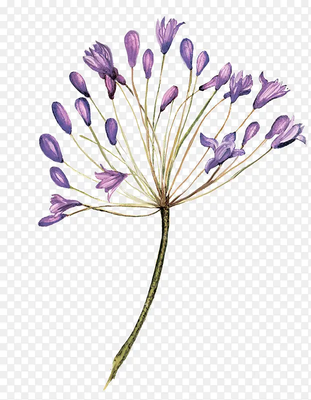 唯美清新森系紫色水彩花朵