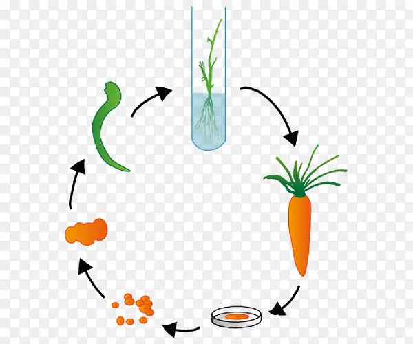 胡萝卜组织培养