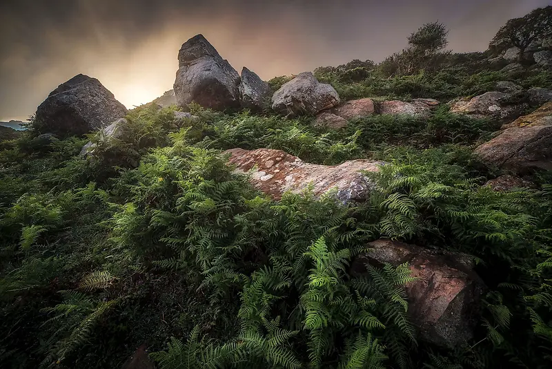 高山岩石苔藓植物