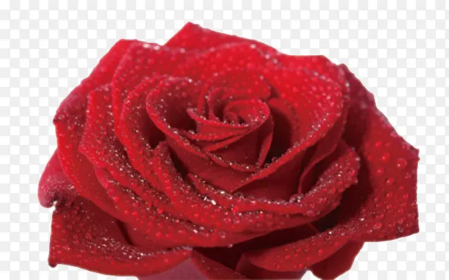 大朵的水滴红玫瑰