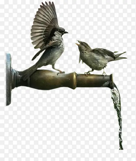 金属水管小鸟