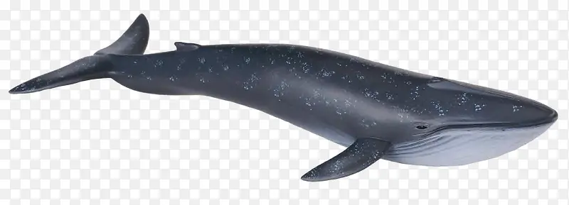 海洋动物鲸鱼