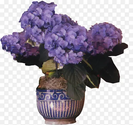 紫色古典花盆花朵