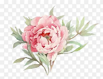 彩绘粉红牡丹花花朵