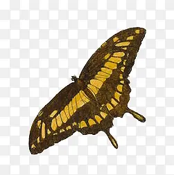 复古蝴蝶标本