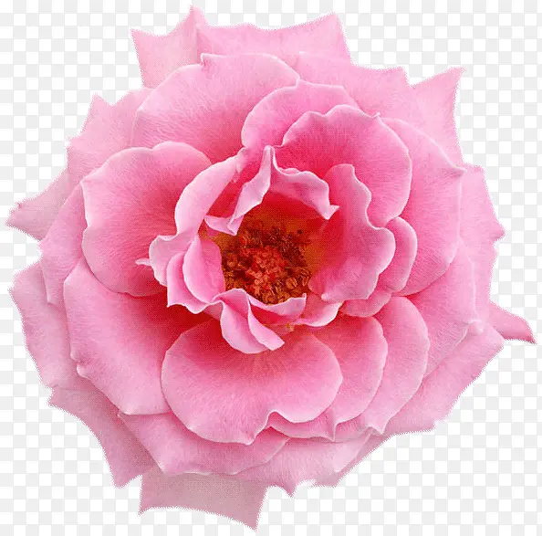 粉色鲜艳玫瑰花朵黄蕊