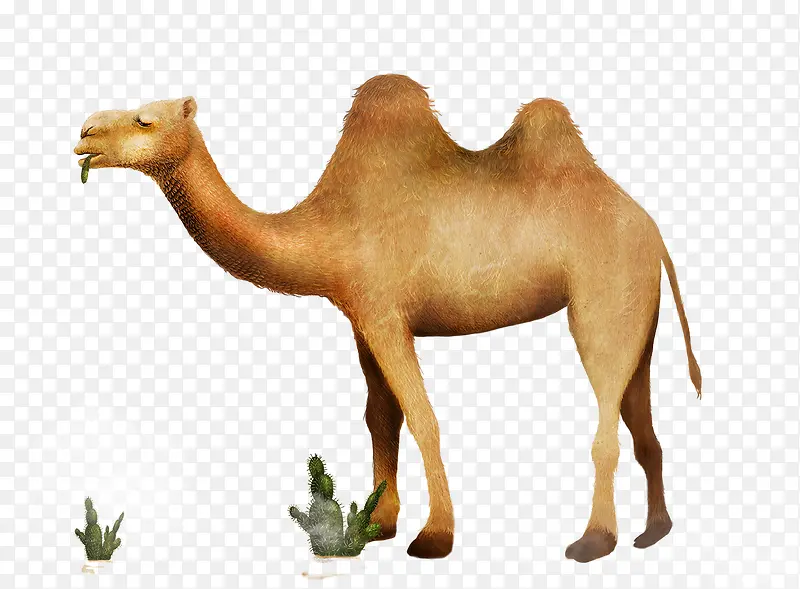 沙漠的骆驼