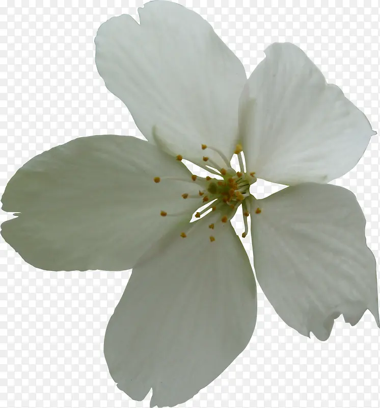 白色浪漫花朵美景