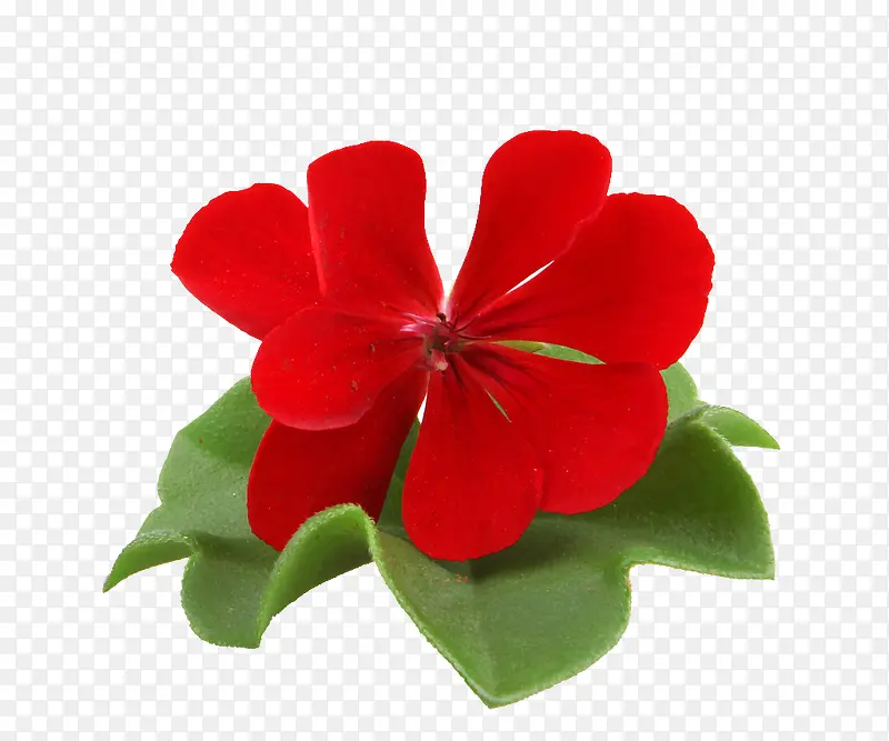 红色天竺葵